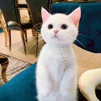 Nhung Bui's profile picture