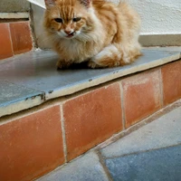 Manish Satish Aradwad's profile picture