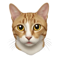 Erlie Shang's profile picture