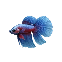 Simon Kohaut's profile picture