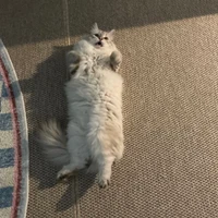 kimhyewon's profile picture