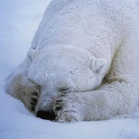 Heitor Leme's profile picture